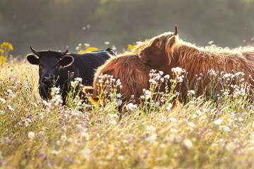 Two highland cows together in a meadow