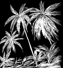 Graphic image of white palm trees on a black background