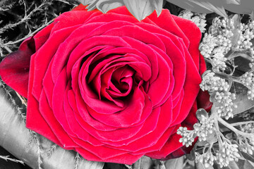 rote Rose in grauer Umgebung