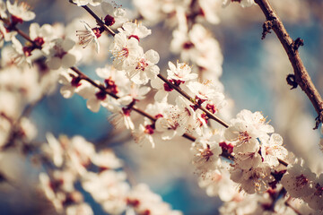 Apricot tree blossoms