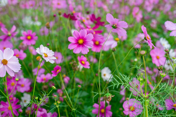 background field aster of cosmos flower bloom gardens bloom beautifully