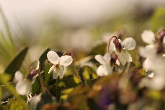 fiori di violetta bianca