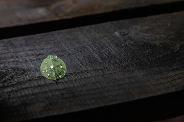 green leaf on a background of wet wooden boards. texture
