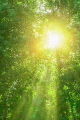 Fototapeta na wymiar the bright sun plays with rays through the juicy green foliage. green abstract summer background, ecology and nature, gifts of the forest