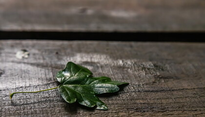 green leaf on a background of wet wooden boards. texture