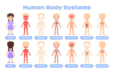 Cartoon poster with a human body system on a white background. Education for children. Muscular, skeletal, circulatory, respiratory, digestive, nervous systems. Picture for medical design. Vector