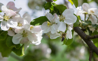 apple tree blooms in the garden. bees collect nectar and pollen