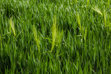 spikelets of green rye grow in the field of the farm in summer