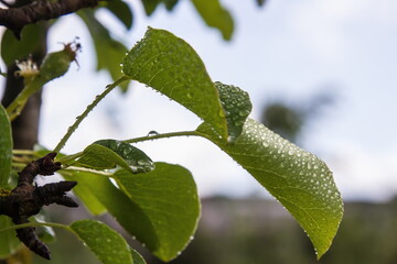 pear leaves in water drops in the garden on a summer day