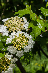 Viburnum flower with green leaves on sky background in sunny weather