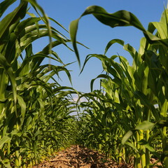 Corn field. Sprouts grow in rows, the future harvest on the farm. Summer, sunny weather.