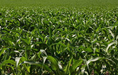 Obraz premium Corn field. Sprouts grow in rows, the future harvest on the farm. Summer, sunny weather.