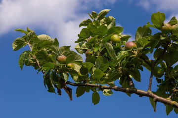 unripe apples on branches on a background of blue sky, harvest, food. summer.
