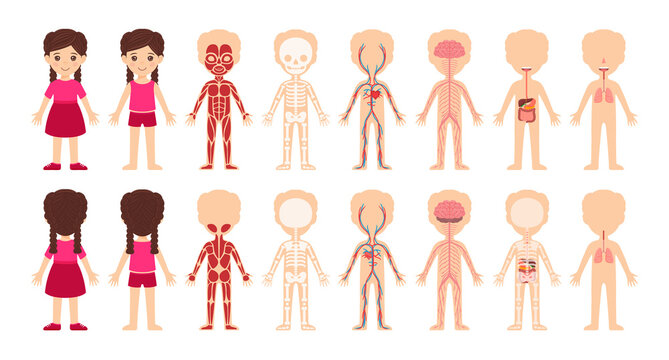 Set of My body system. Isolated cute cartoon little girl and body anatomy. Muscular, skeletal, nervous, digestive, respiratory systems. Medical illustrations for children. Front and back view. Vector.