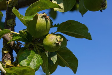 unripe apples on branches on a background of blue sky, harvest, food. summer.