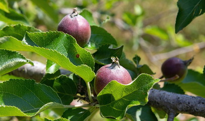unripe apples on branches on a background of blue sky, harvest, food. summer.