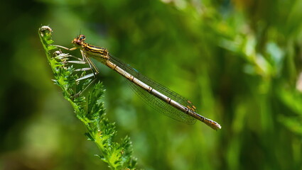 dragonfly on a green background. summer sunny day. close up