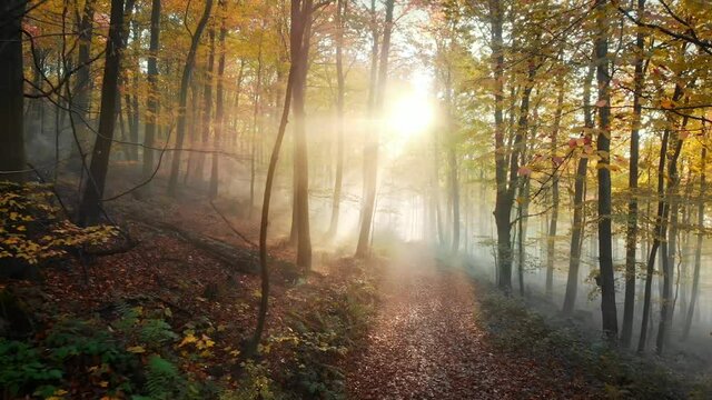 Following a path in a beautiful golden forest in autumn, with glorious rays of sunlight falling through the mist and trees 
