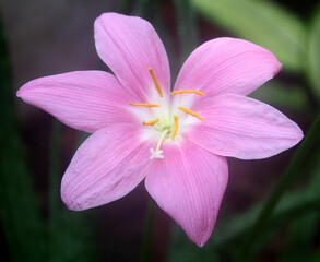 Pink rain lily (Zephyranthes rosea) is lighter in colour compared to (Zephyranthes carinata)