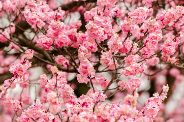 Cherry blossoms in a garden at Seoul, South Korea.