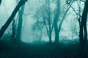 A horror concept of a path through a spooky forest on a foggy winters day