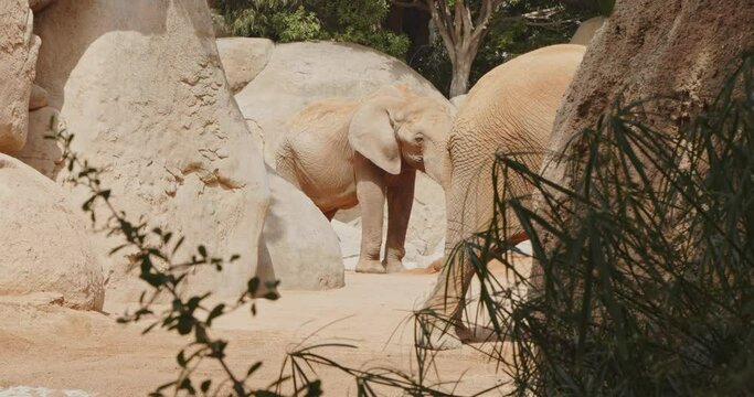 2 Elephants at Valencia Biopark 4k 24fps
