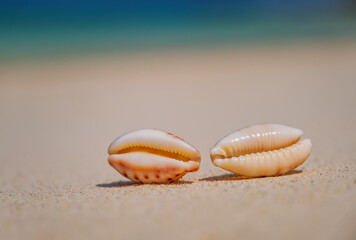 Sea scallops shell on a beach with space for text, ocean on bacground. Maldives, july 2021. Crossroads Maldives.