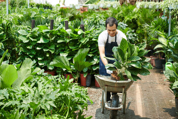 Positive young man working at flower market, he is putting lush plants that were ordered online in wheelbarrow