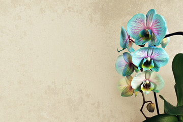 Mothers Day card with blue orchid on grunge background and copy space