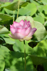 lotus flower, Lotus nucifera