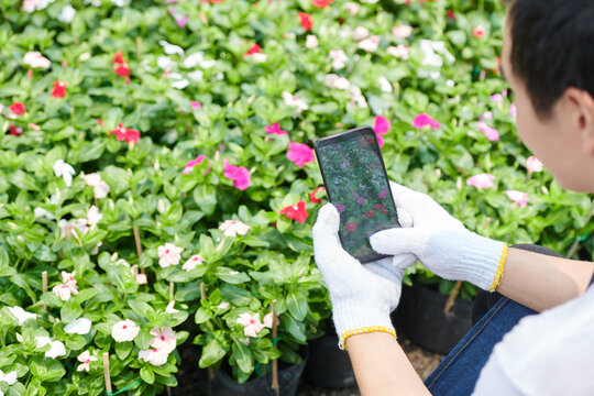 Flower market worker in textile gloves taking photos of blooming flowers to post on social media or send to customer