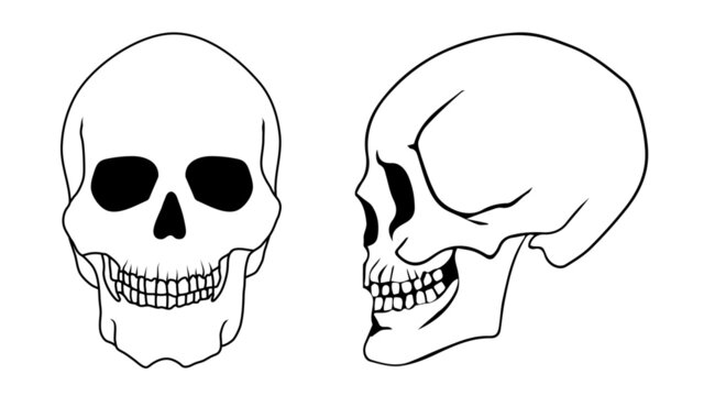 Anatomically correct human skulls set isolated. Hand drawn line vector illustration. Black and White Tattoo Skull. Set of skull isolated on white background