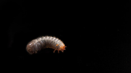 Cetonia larva on a black background. It lives in the soil and compost are not pests but friends of the gardener