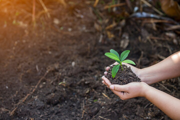 Hands of the farmer are planting the seedlings into the soil