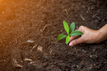 Hands of the farmer are planting the seedlings into the soil