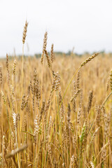Ears of ripe wheat on a background in a field against a light sky.
