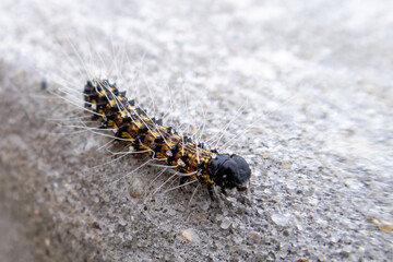Variety of caterpillar animal which was seen on the West Coast of the United States