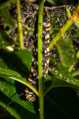 Monarch Caterpillar Crawling On A Plant