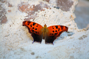 Question Mark Butterfly - Polygonia Interrogationis