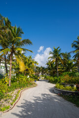 Fototapeta na wymiar path with palms and flowers in Crossroads Maldives resort. Saii lagoon, july 2021