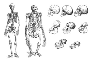 Human and ape skeleton and skull collection - vintage engraved illustration from Larousse du xxe siècle - 451202987