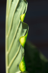 close up detail of a palm leaf (edge)