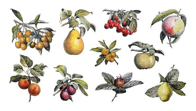 Fruit collection - vintage illustration from Larousse du xxe siècle	
