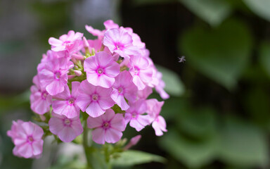 image of beautiful purple flowers close-up