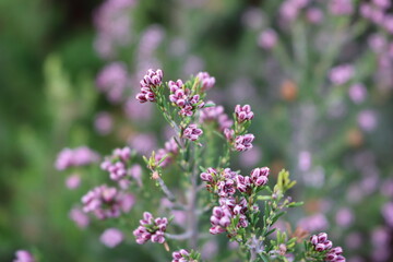 beautiful flowers of natural colors spring pollen aroma