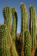 Saguaro Cactus closeup