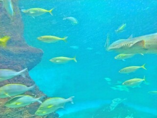 日本の水族館、和歌山県立自然博物館に展示されているアジの群れの青い水槽の風景（コピースペースあり）
