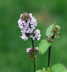 Peppermint, Mentha piperita