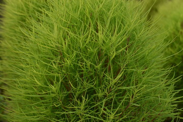The beautiful yellow green fluffy plants in Sapporo Japan
