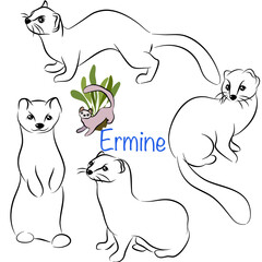 Cute Ermine doodle collection in different poses in free hand drawing vector illustration style.